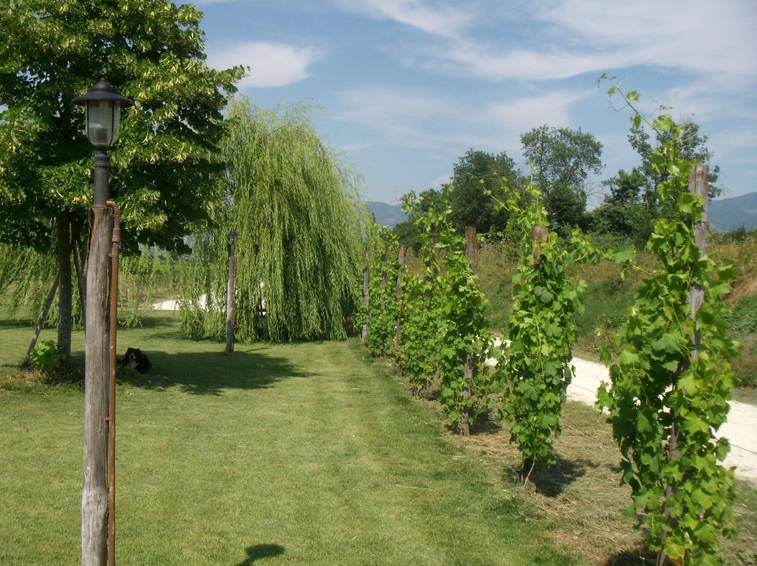 Raìna Winery and Vineyard-Montefalco必去景点