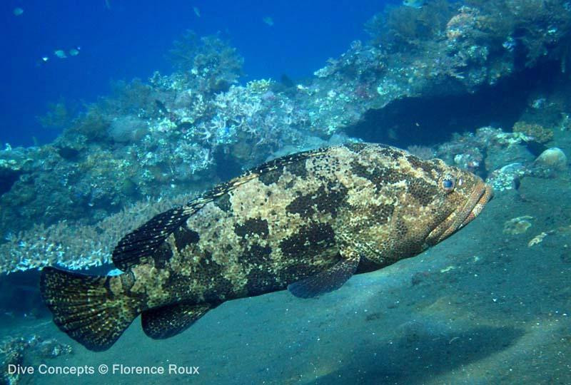 Dive Concepts-图兰本必去景点