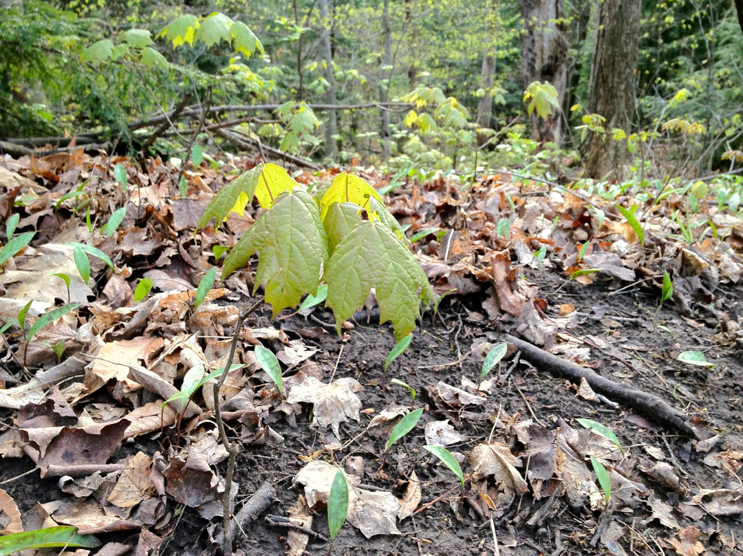 Ardagh Bluffs-巴利必去景点