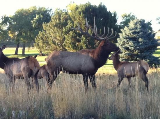 Mariana Butte Golf Course-拉夫兰必去景点