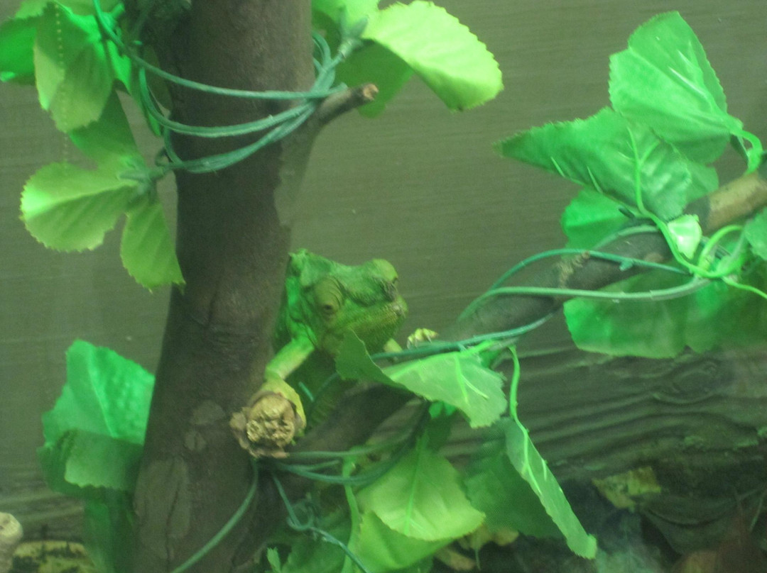 The National Reptile Zoo-Gowran必去景点