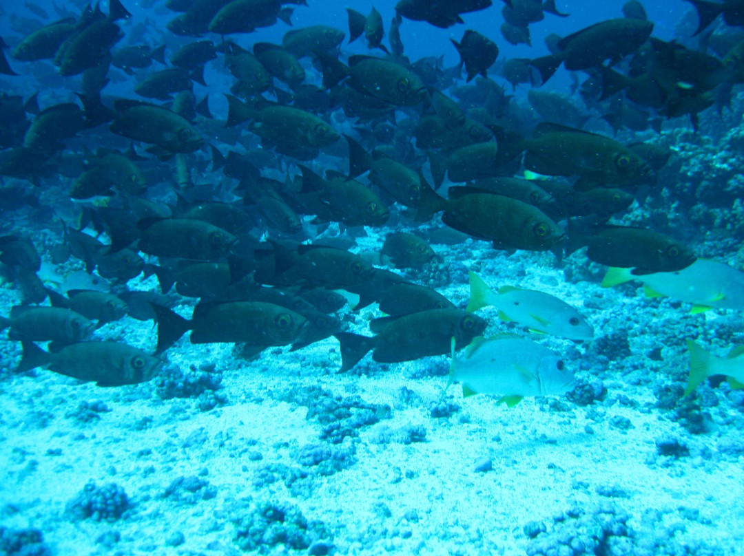 Splashes Diving Center-Fakarava必去景点