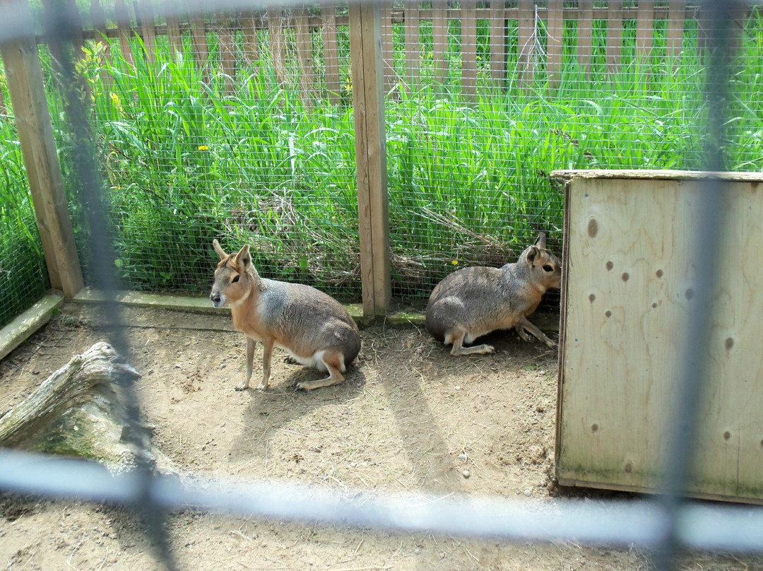 Saunders Country Critters Zoo-North Grenville必去景点