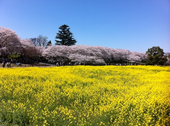 Gongendo Sakura Tsutsumi-幸手市必去景点