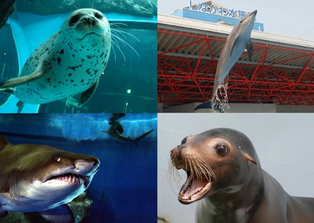 品川水族馆-品川区必去景点