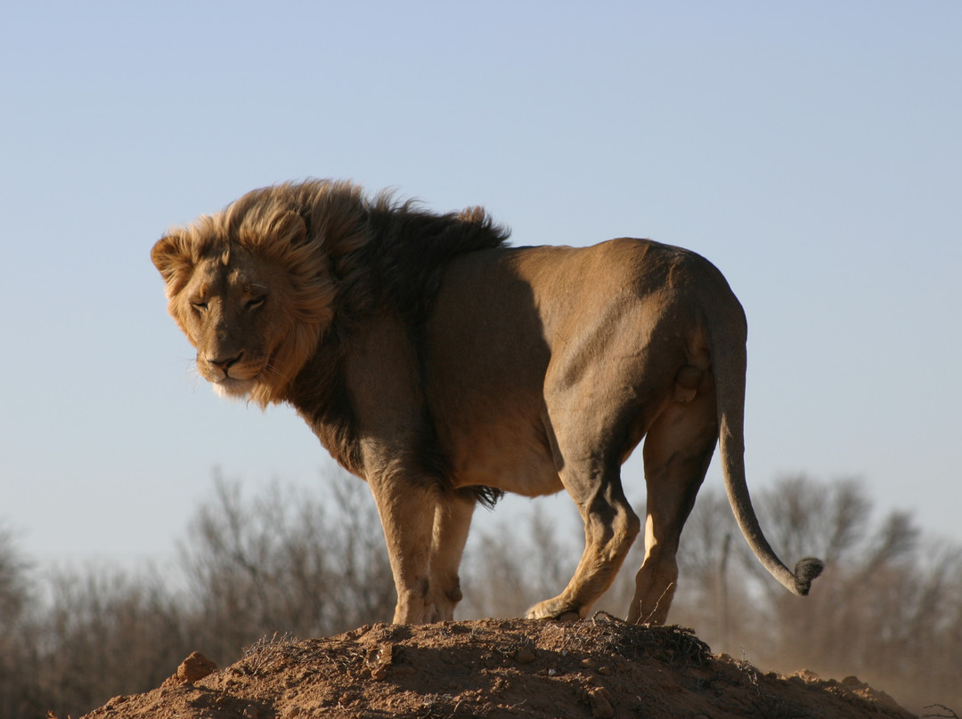 African Eagle Day Tours-开普敦中心区必去景点