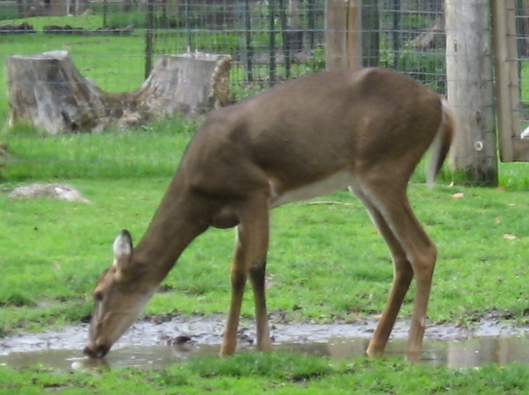 Wisconsin Deer Park景点图片