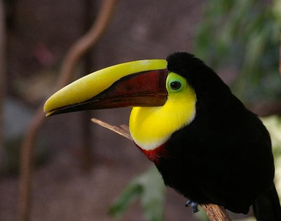 Bird Kingdom-尼亚加拉大瀑布必去景点