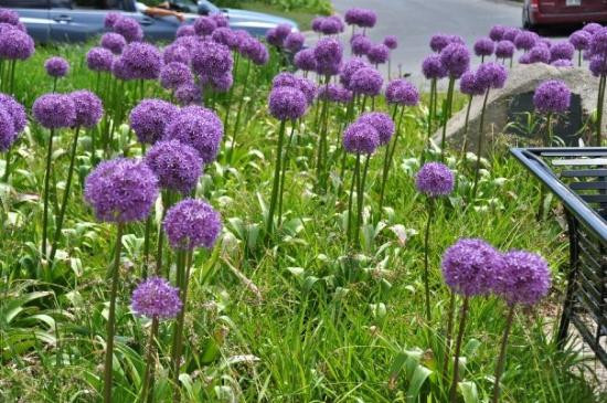 Botanical Gardens-尼亚加拉大瀑布必去景点
