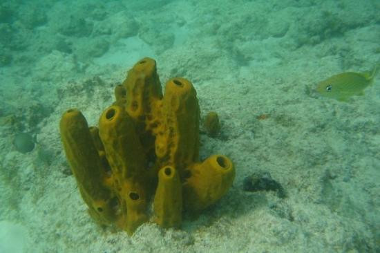 Malmok Beach-棕榈/鹰海滩必去景点