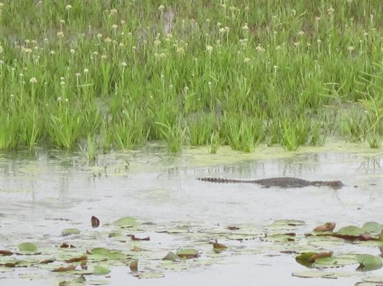 Savannah National Wildlife Refuge景点图片
