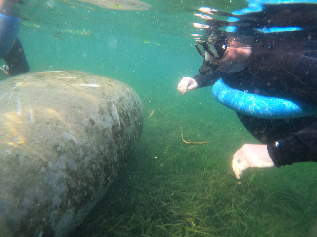 Waterfront Adventures; Swimming With The Manatees-克里斯特尔里弗必去景点