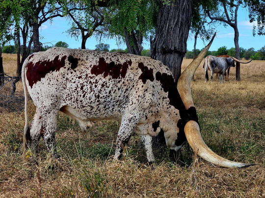 Leahton Park-查特斯堡必去景点
