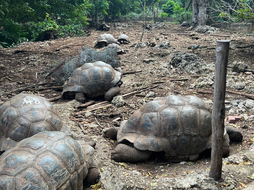 The Wall Tours-桑给巴尔岛必去景点