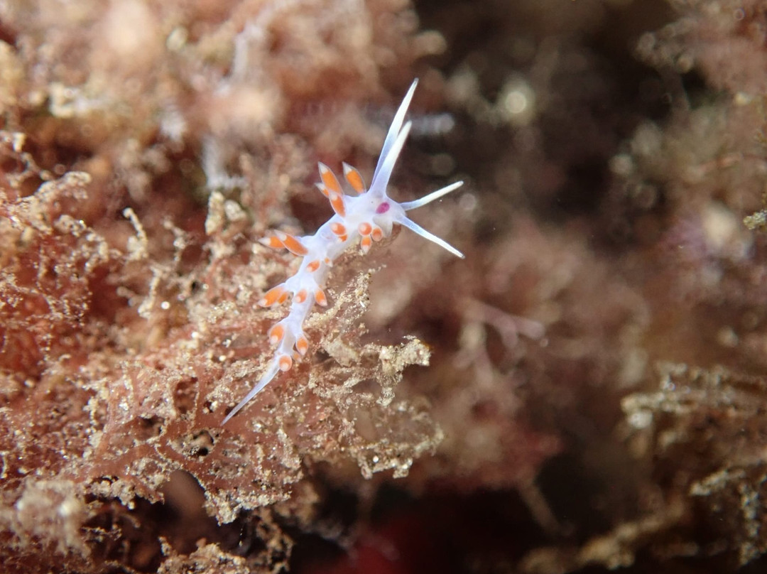 Escuela de Buceo Bubbles Sea-Torrenueva必去景点