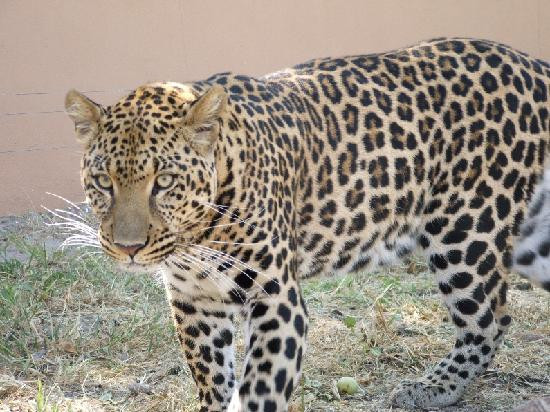 Mama Tau White Lions Breeding Project-水堡必去景点