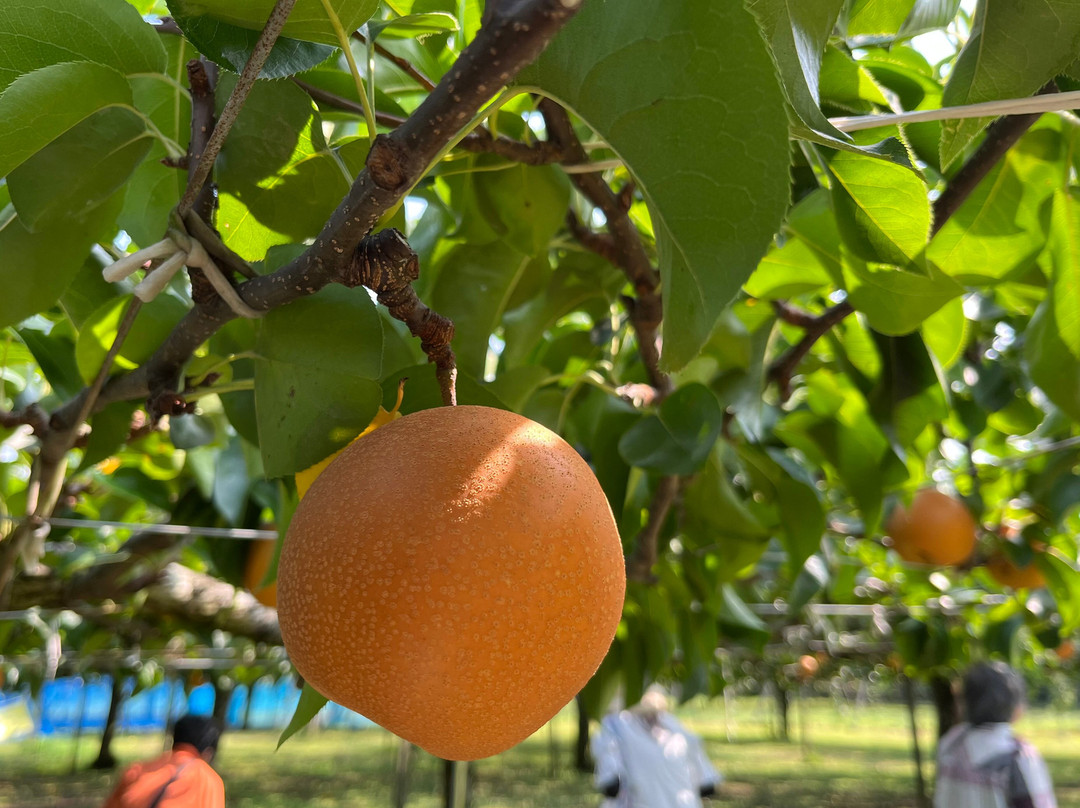 Ukiha Kaju no Mura Yamandon-浮羽市必去景点