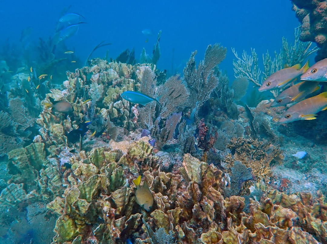 Sea Dwellers Dive Center of Key Largo-拉哥岛必去景点