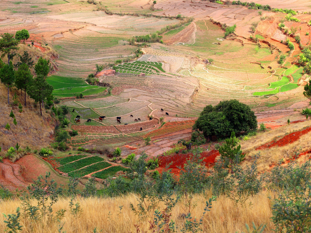 Les Rizières En Terrasses Du Parc National Ambalavao景点图片