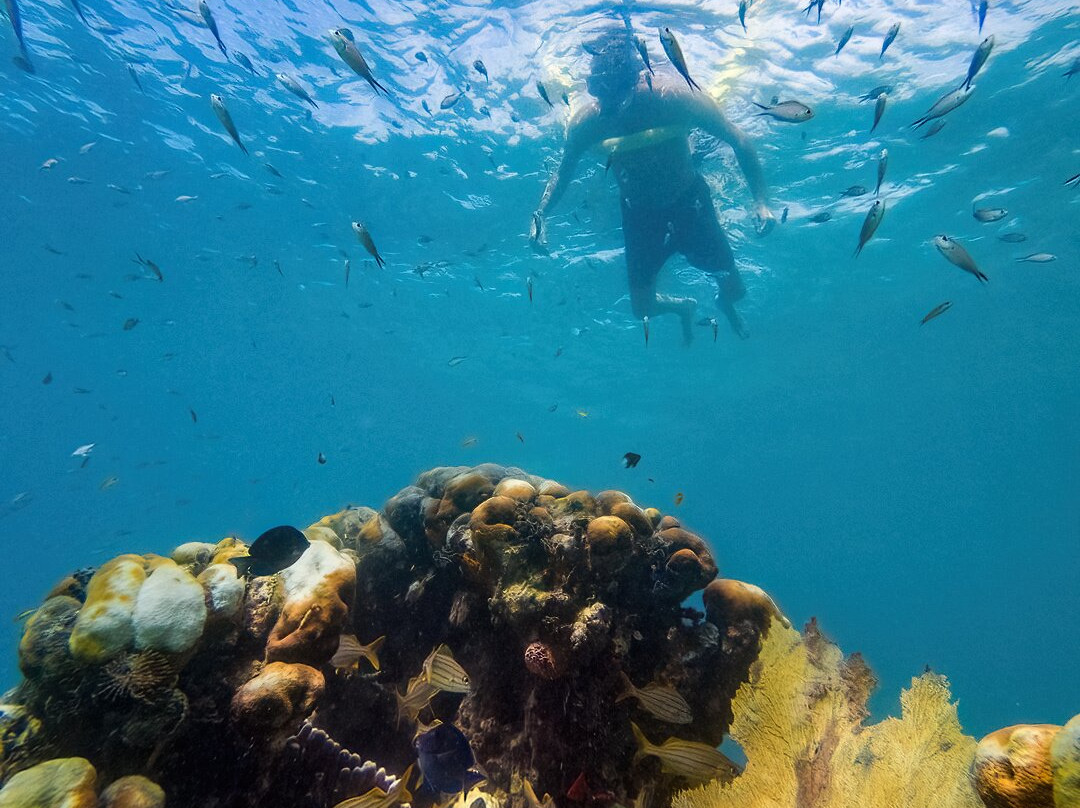 Les Aquanautes - Martinique Snorkeling-Le Marin必去景点