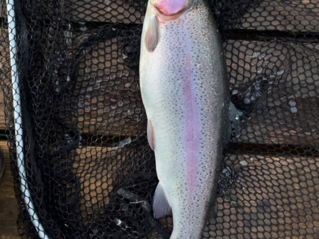 Hillside Trout Fishery-霍利伍德必去景点