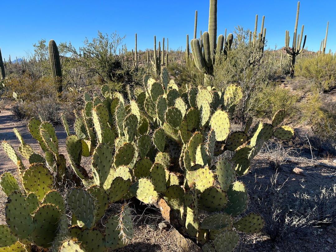 Red Hills Visitor Center-图森必去景点