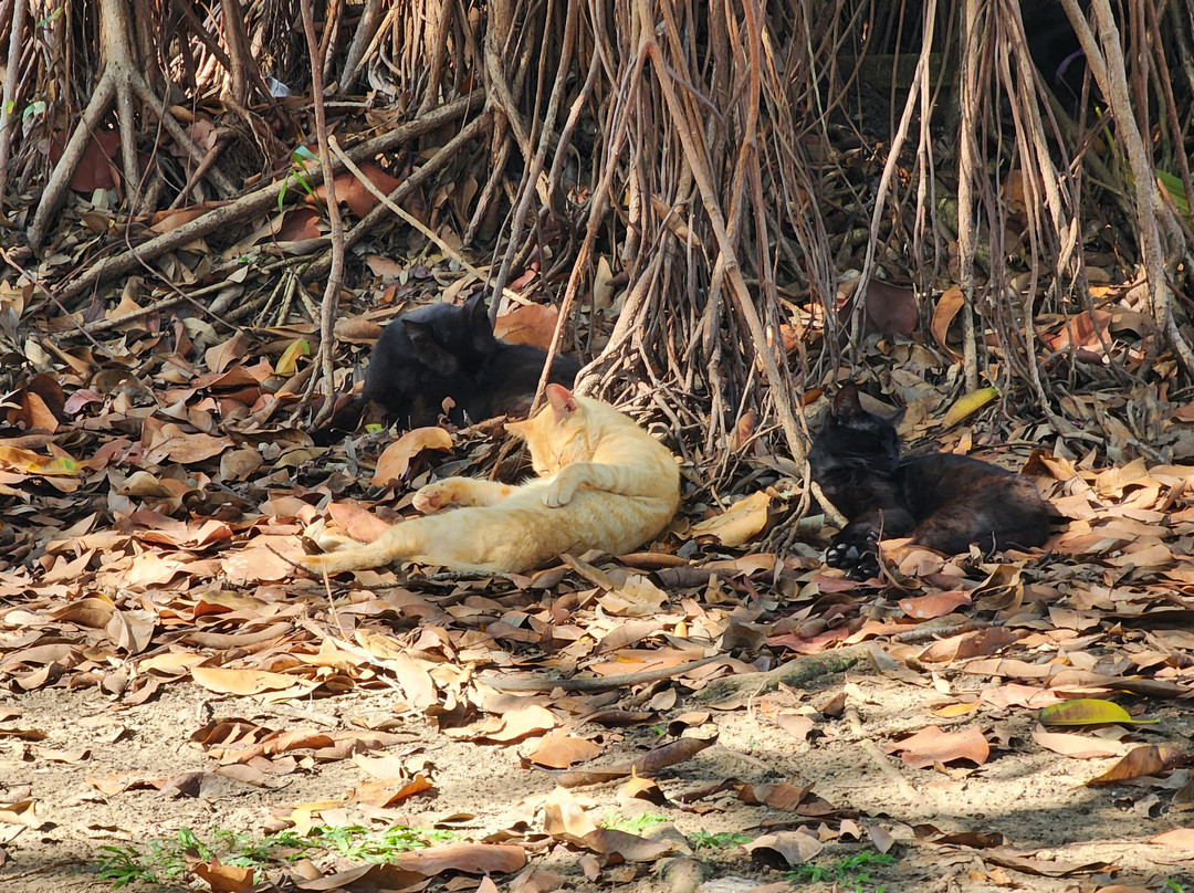 Save A Gato-圣胡安必去景点
