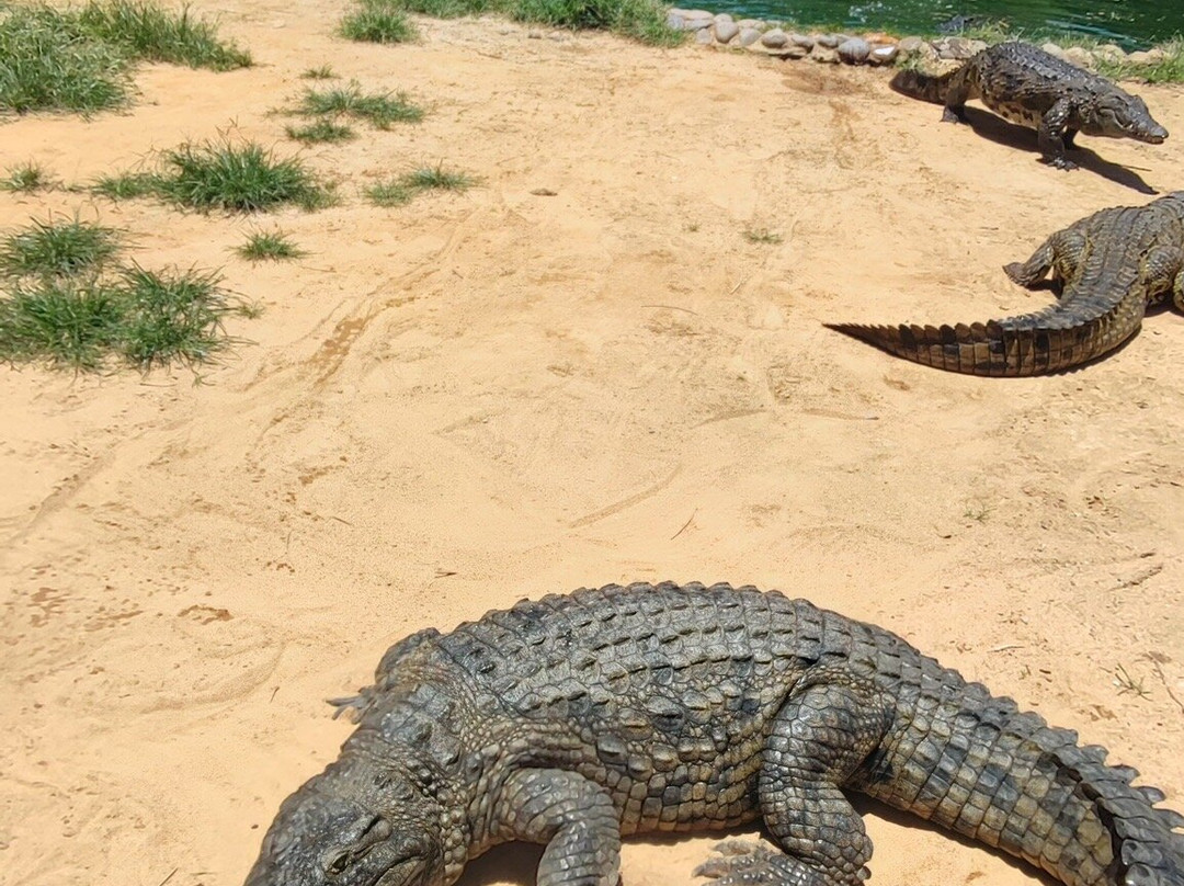 Seronera Crocodile Farm景点图片