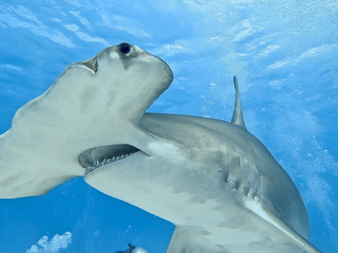 Neal Watson's Bimini Scuba Center景点图片