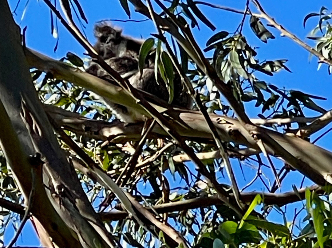 Great Ocean Road-阿波罗湾必去景点