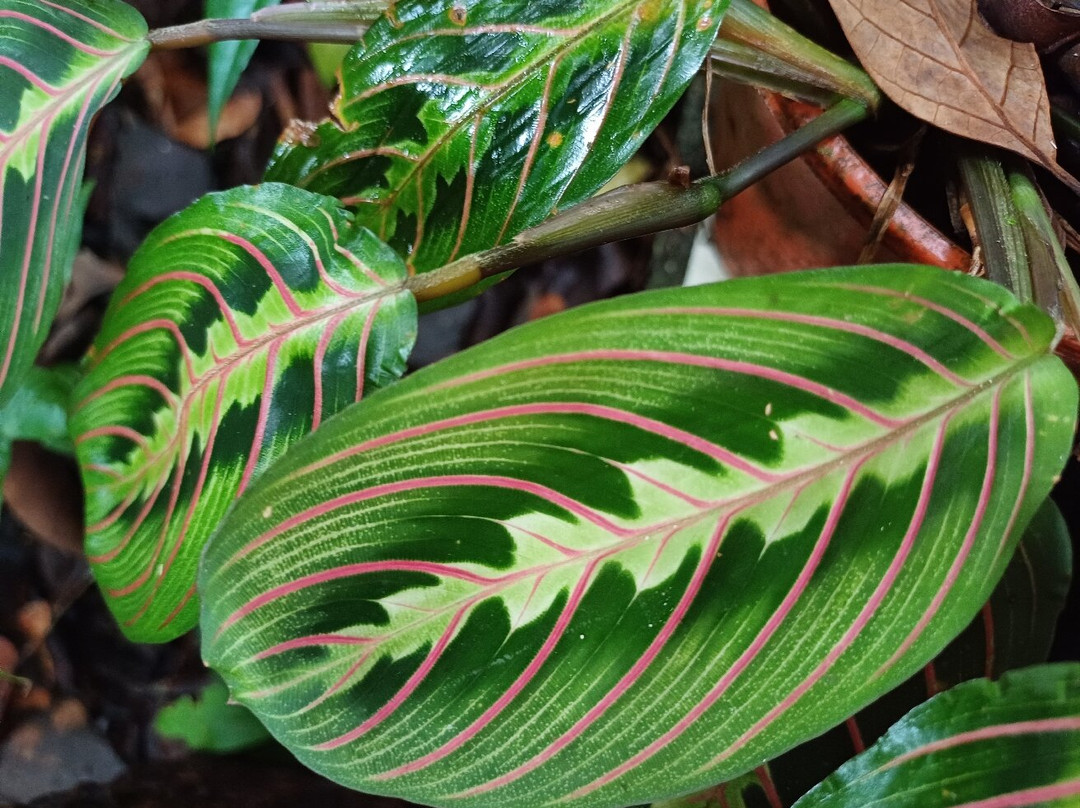 Whyanbeel Arboretum-Whyanbeel必去景点