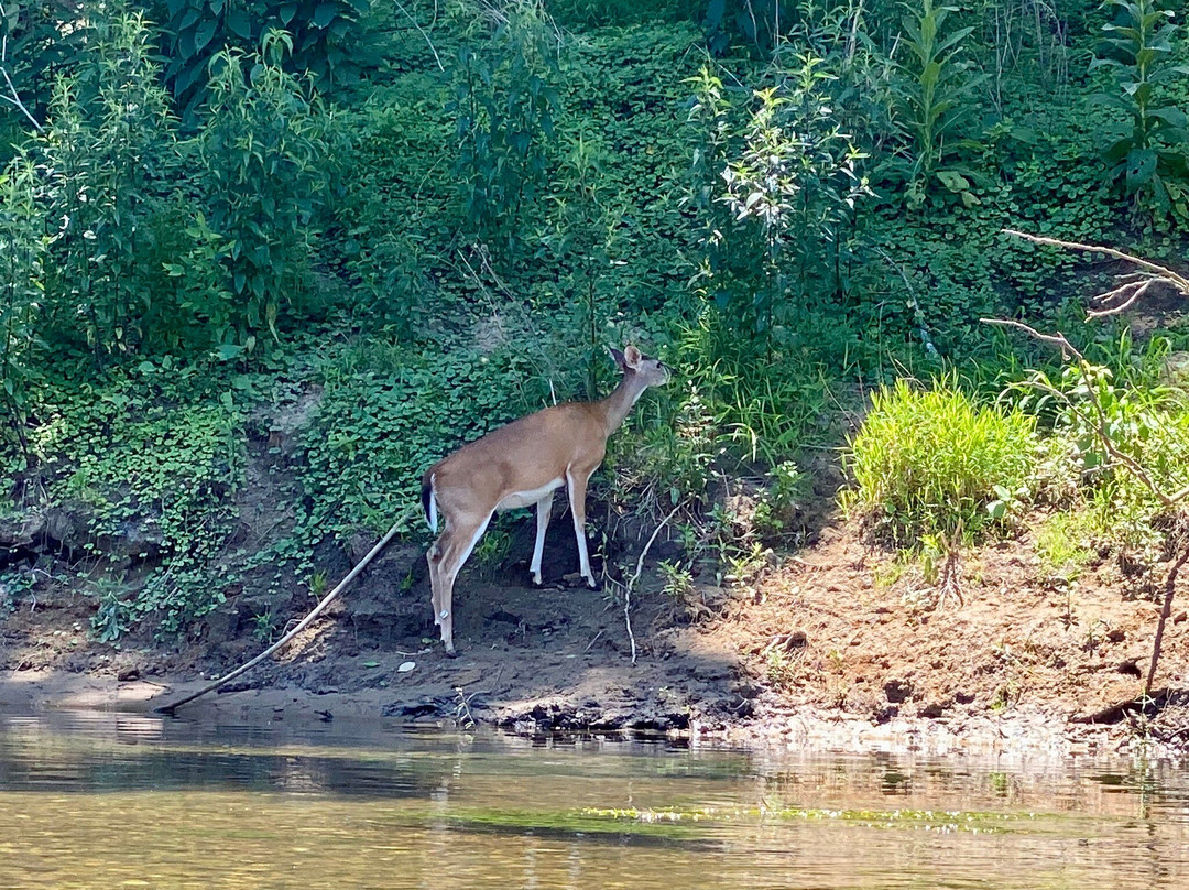 Buffalo River Float Service-Yellville必去景点