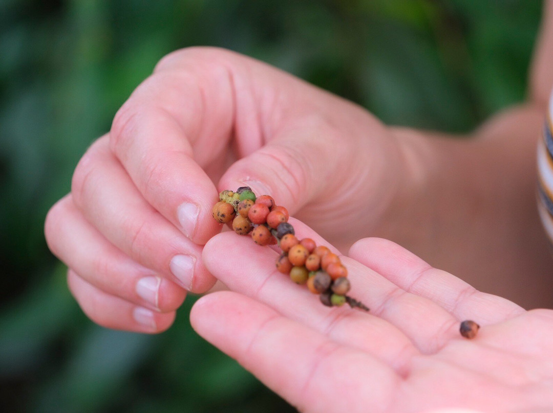 Mussa Abasi Village Spice Farm Kisongoni-基万嘎必去景点