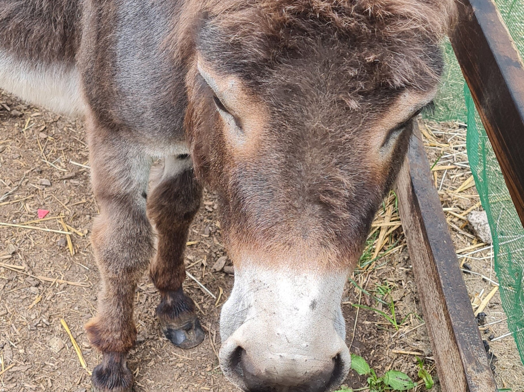 The Donkeys景点图片