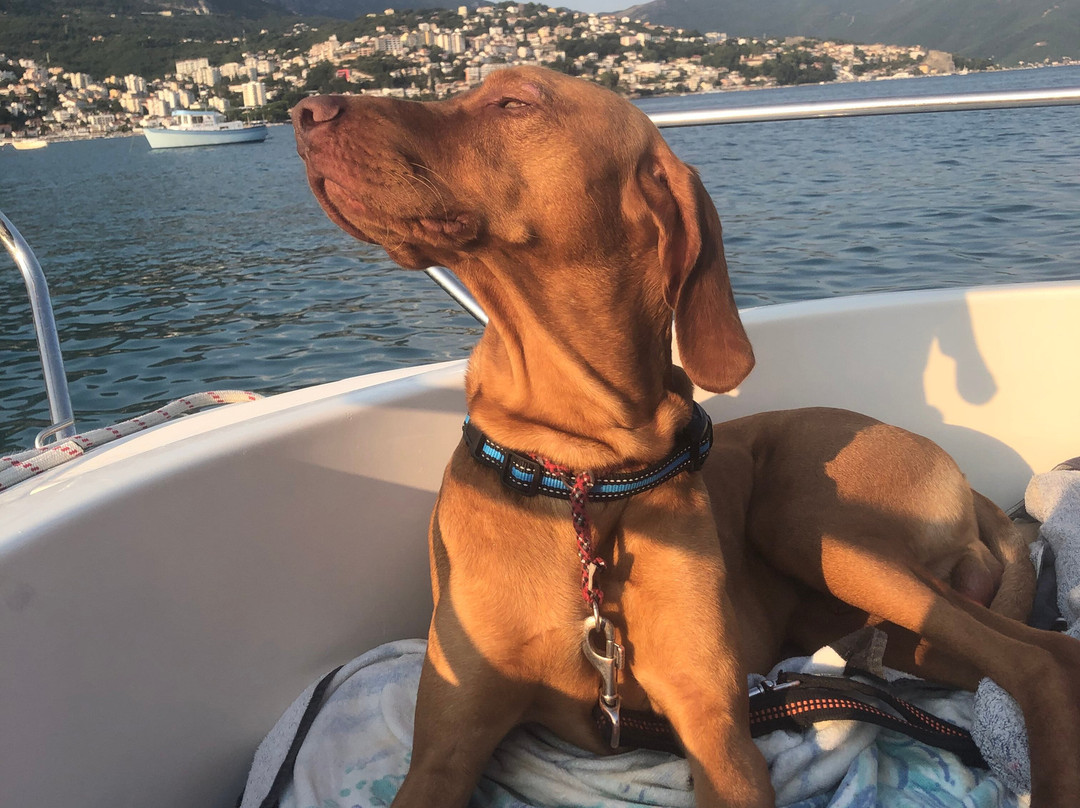 Montenegro Wild Boat景点图片