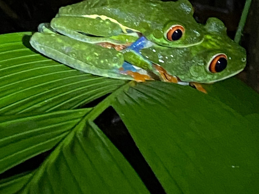 Frog's Paradise景点图片
