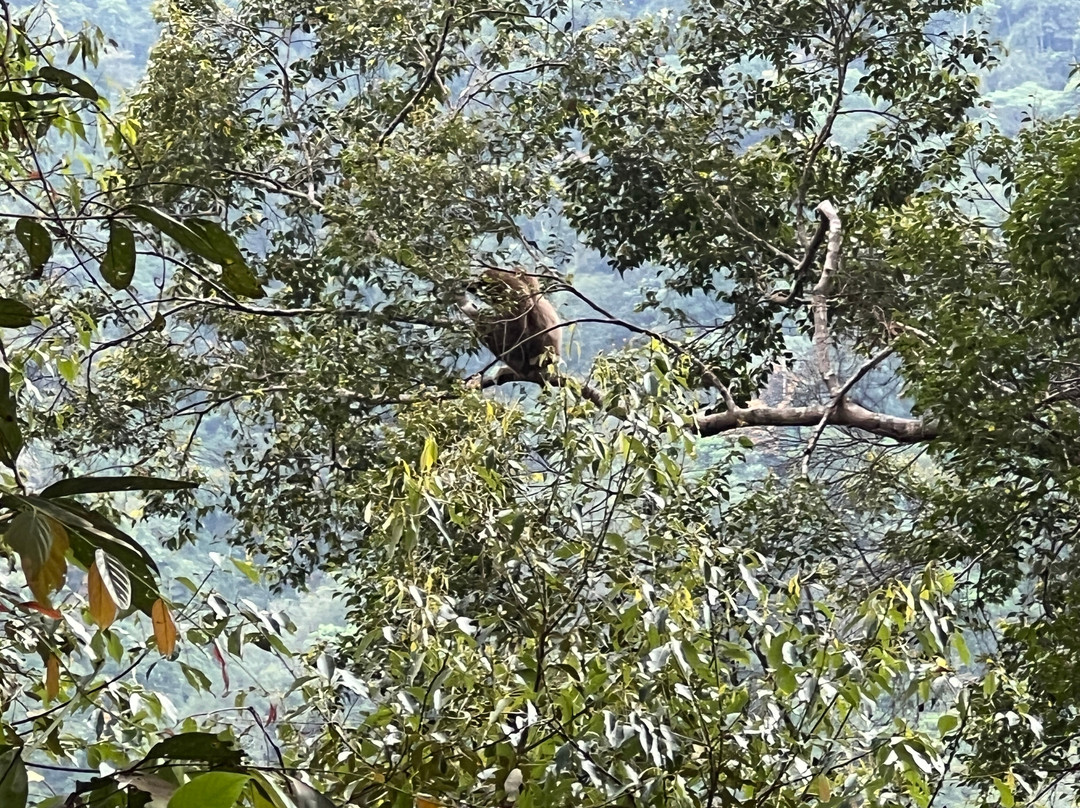 Sumatra Orangutan Tropical Tours-武吉拉旺必去景点