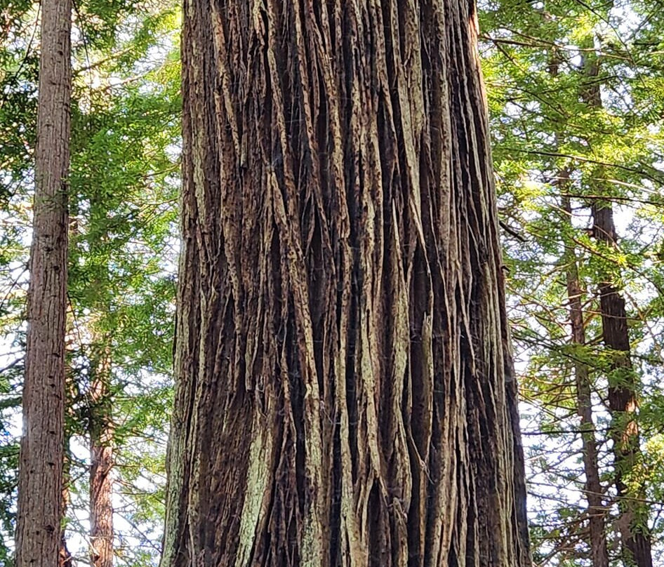 Redwood National and State Parks景点图片
