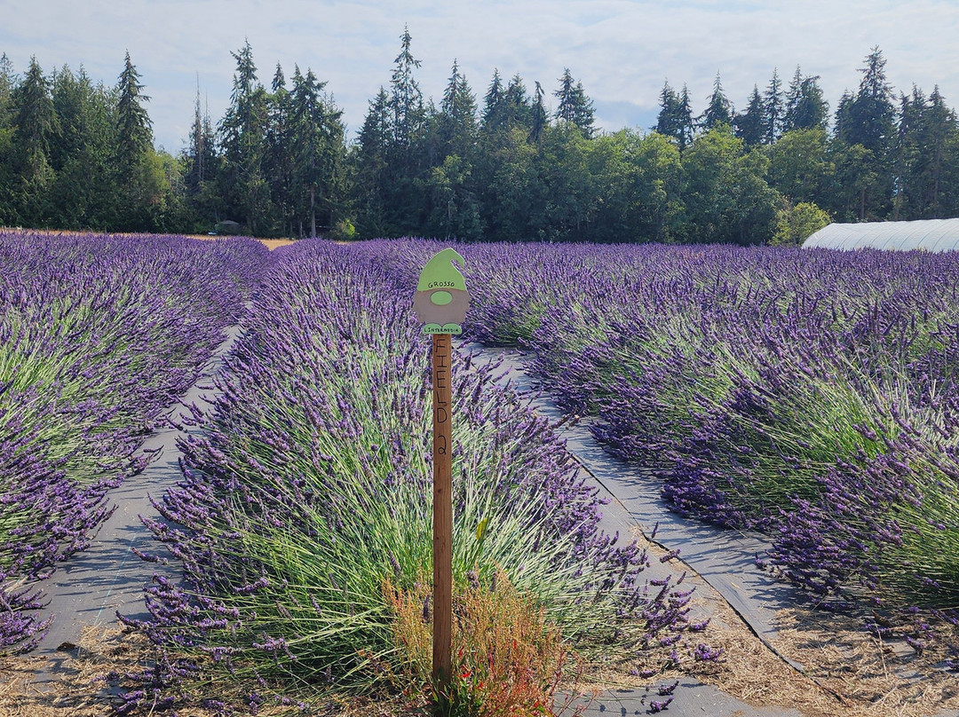 Gnomelicious Lavender景点图片