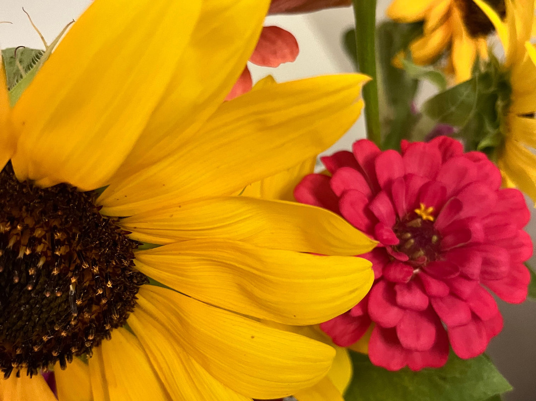 Sunflower Gardens-Westminster必去景点