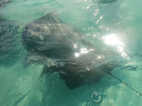 Capt. Marvin’s Watersports Ltd-乔治城必去景点