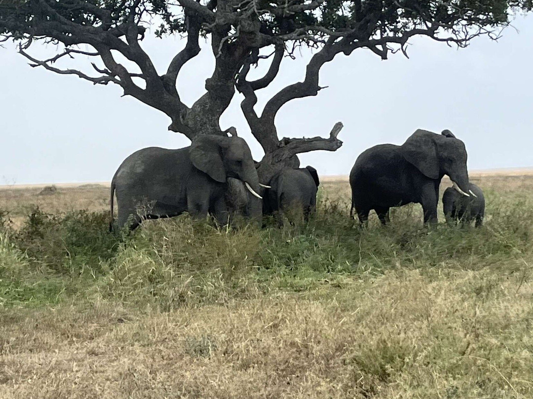 Silsila Tours & Safaris