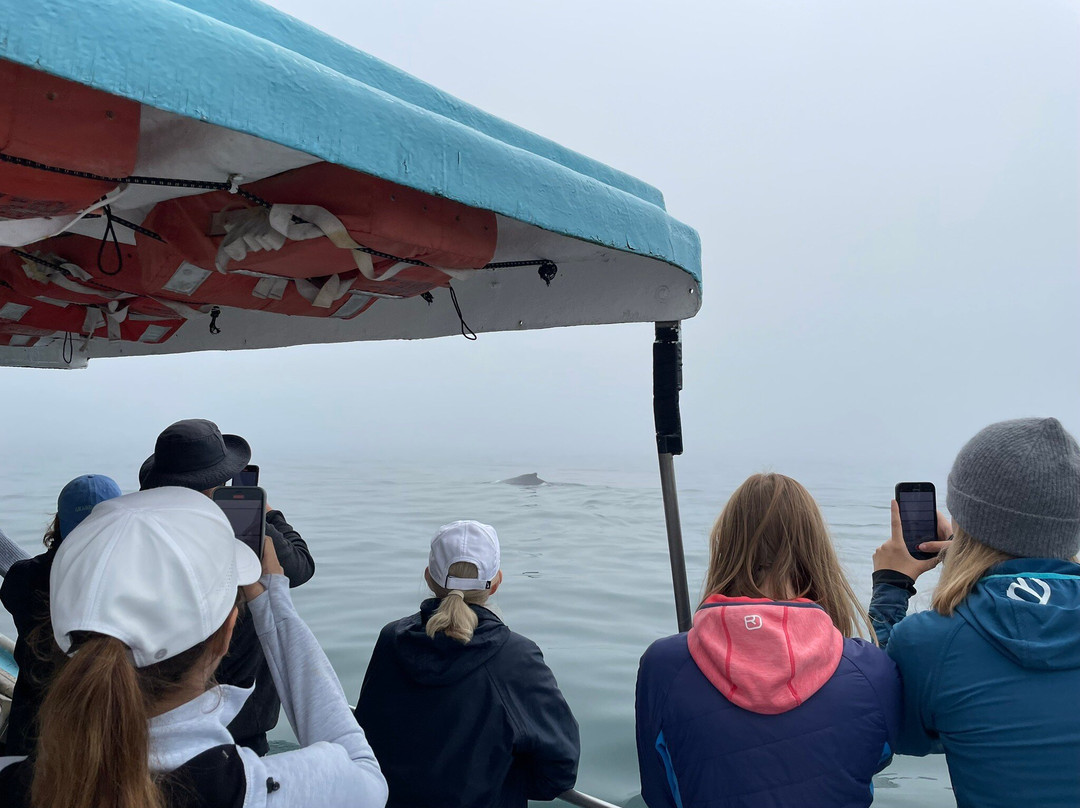 Freeport Whale & Seabird Tours景点图片