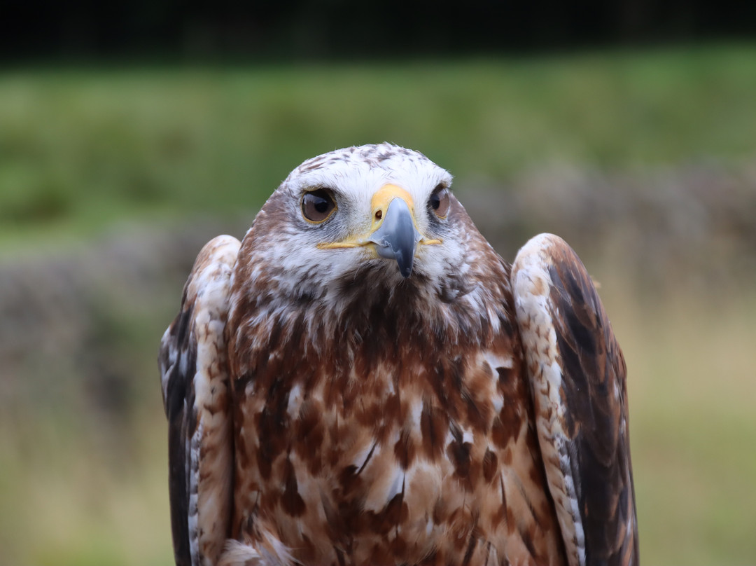 Durham Falconry Ltd-达勒姆必去景点