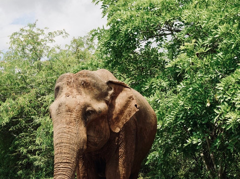 Sri Lankan Taxi and Tours-瓦勒迦玛必去景点