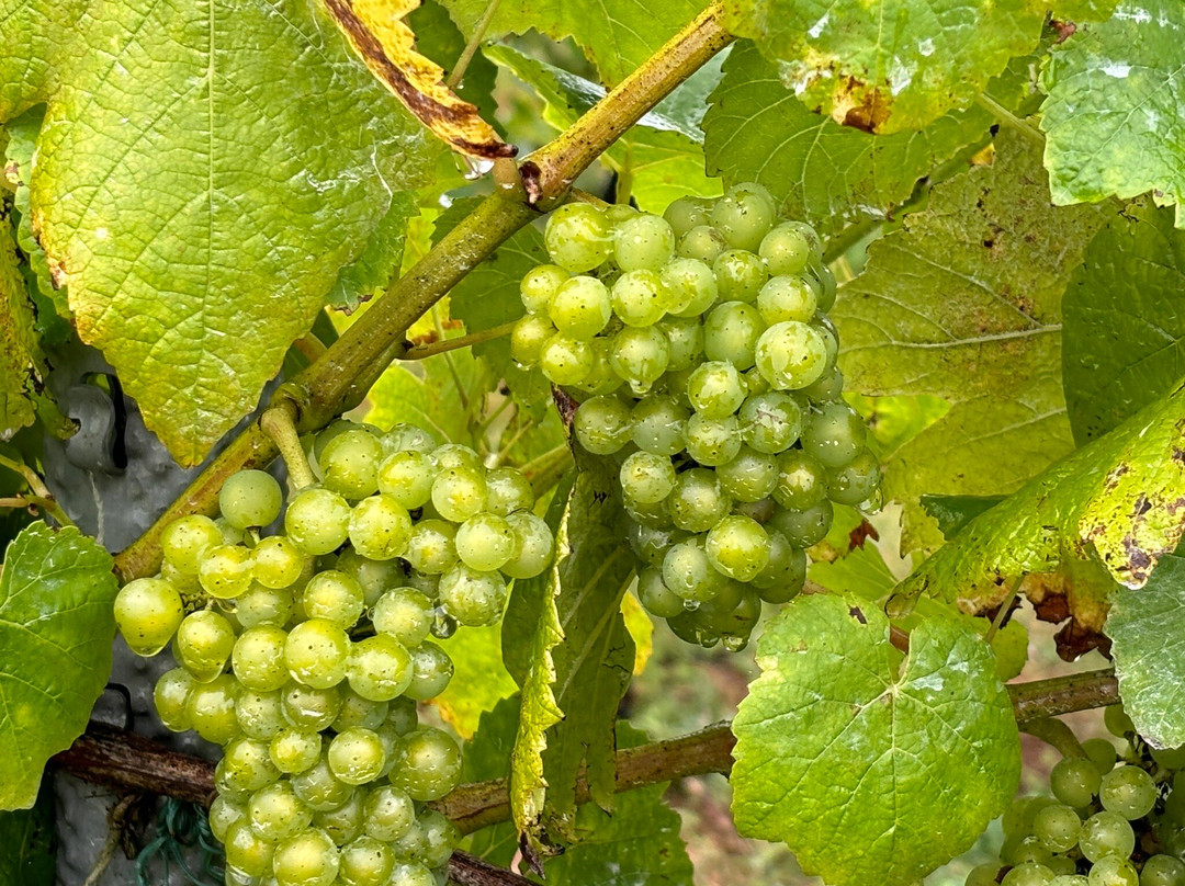 Carr Taylor Vineyard景点图片