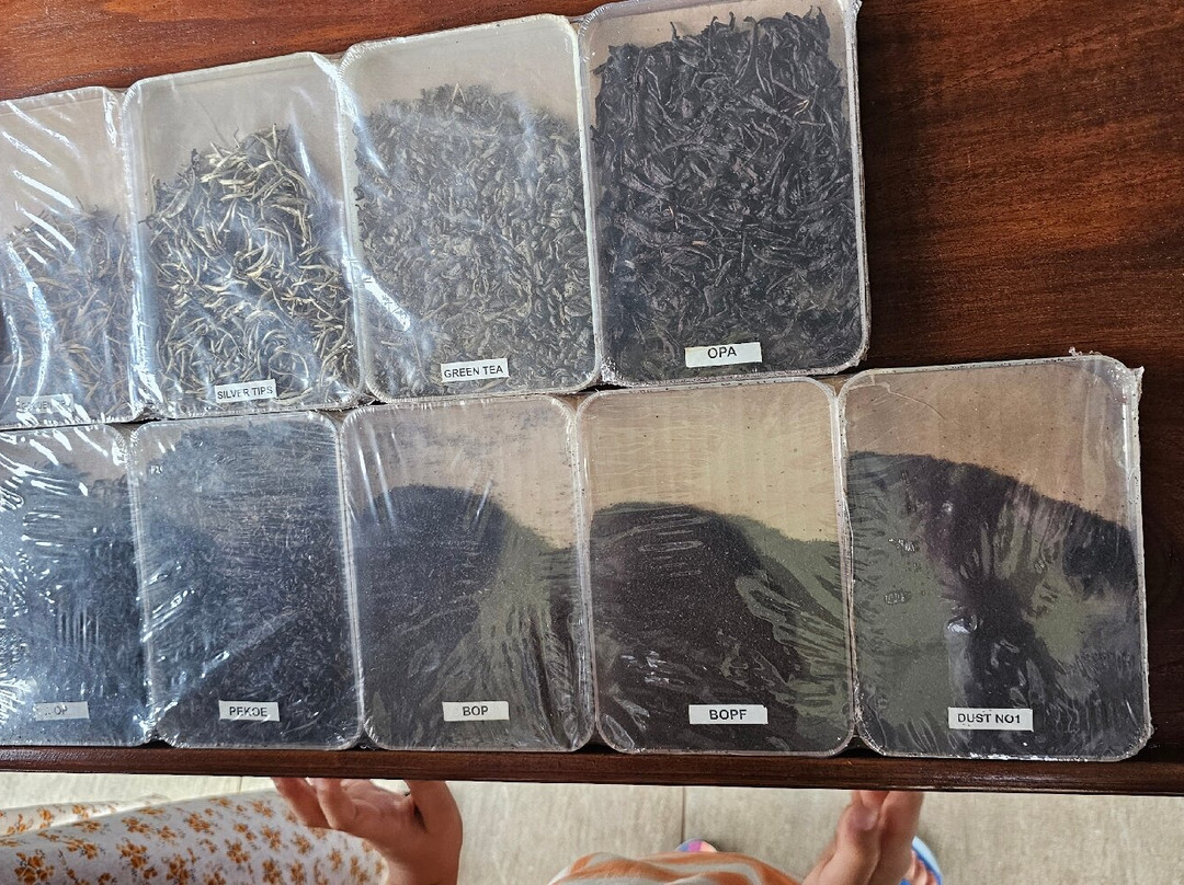 Blue Field Tea Factory-拉马伯达必去景点