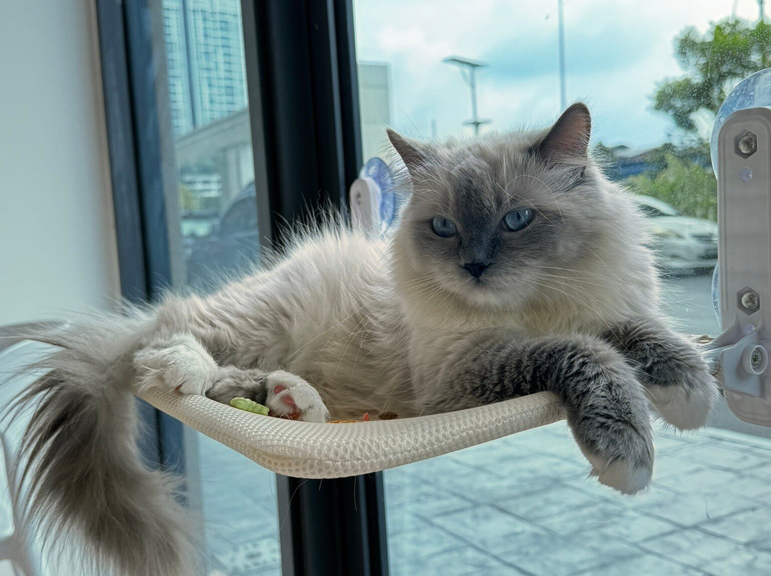 Zenzoo Japanese Cat Cafe