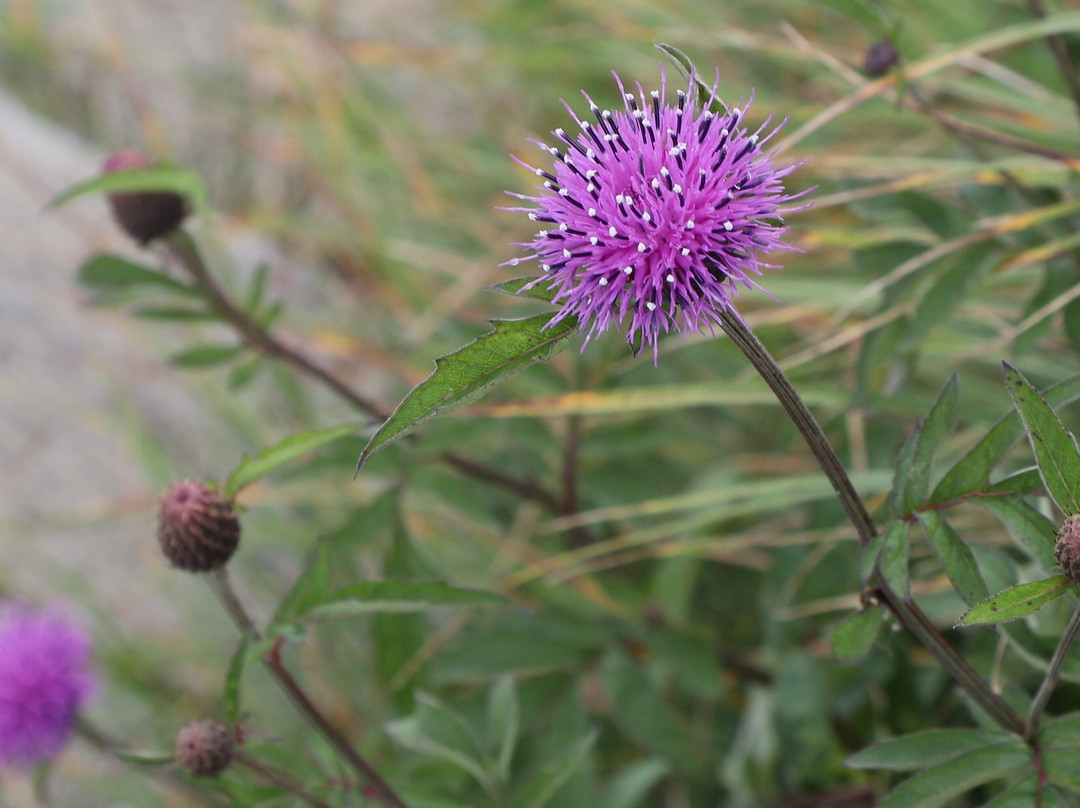 Happoone-白马村必去景点