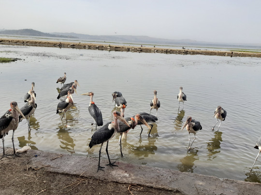 Finot Tour Ethiopia-亚的斯亚贝巴必去景点